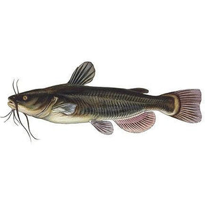 Sc Ngolo Catfish 