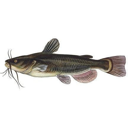 Sc Ngolo Catfish 