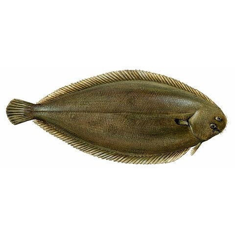 Afp Stockfish Sole Tusk 