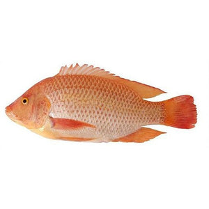 Tic Red Tilapia Gs 