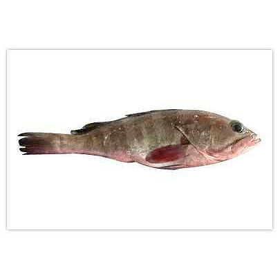 Tic Reefcod Choffe Grouper African Style 
