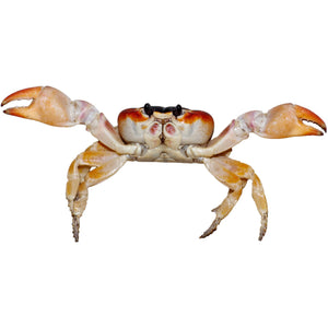 Mooi Crabe 